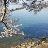 海津大崎に桜を見に行ってきたよ！